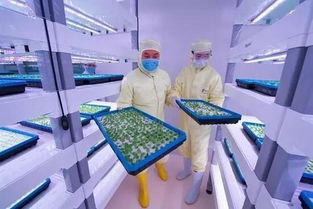 中科生物福建安溪植物工厂生产的蔬菜可直接摆上餐桌